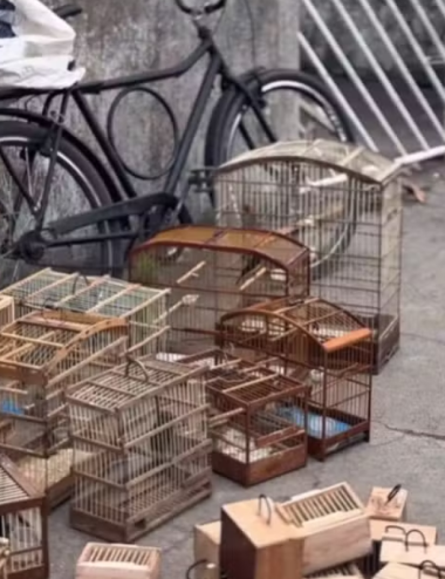 Operação resgata 75 animais silvestres vendidos ilegalmente em Feira de Santana