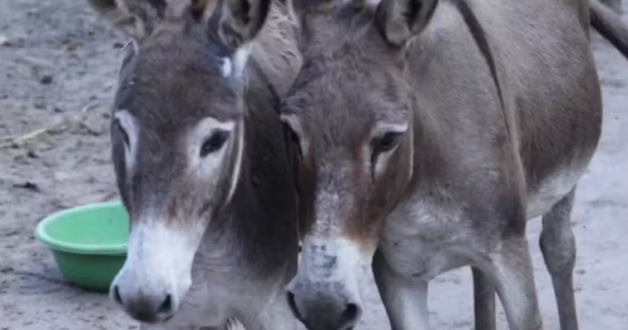 Justiça Federal aponta maus-tratos e proíbe abate de jumentos na Bahia
