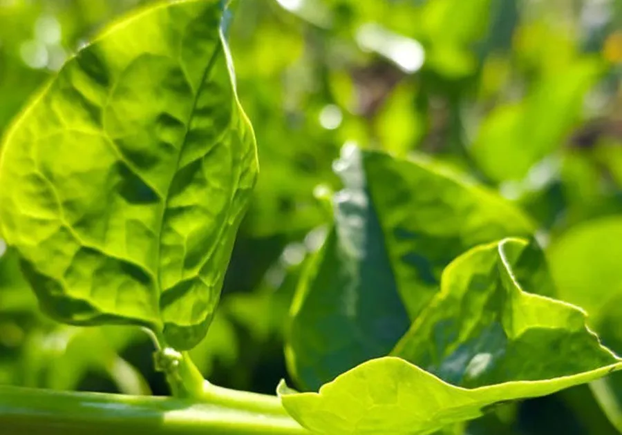 Embrapa lança cultivares de hortaliças resistentes ao calor após 20 anos