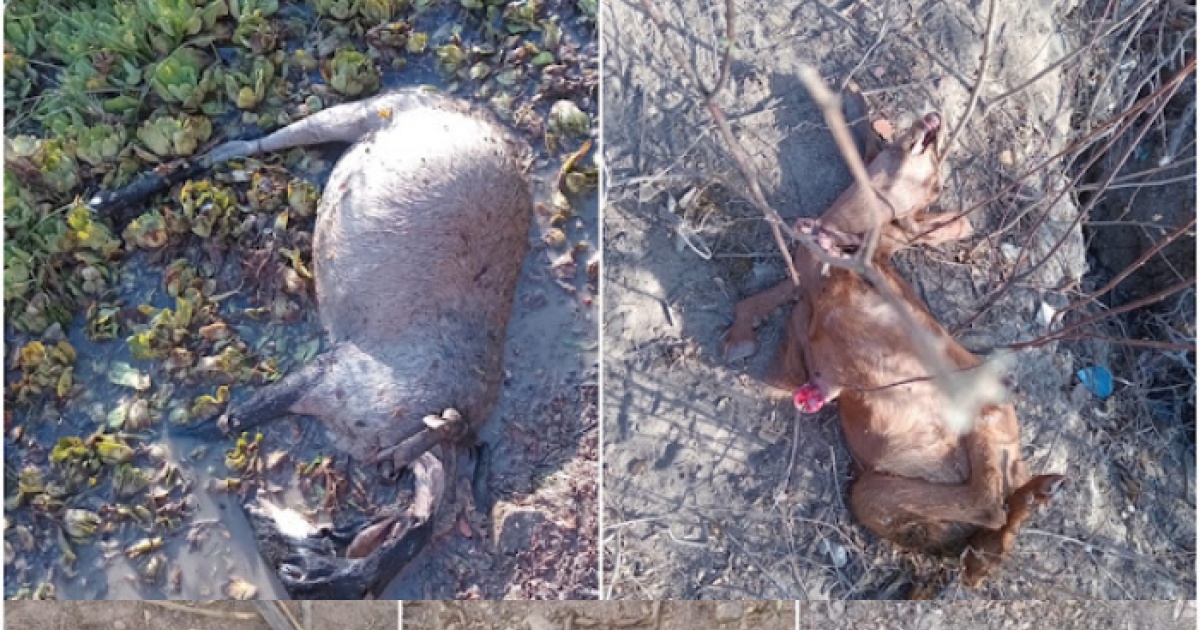 Ataque de cães deixa ao menos 6 cabras e ovelhas mortas em Barrocas