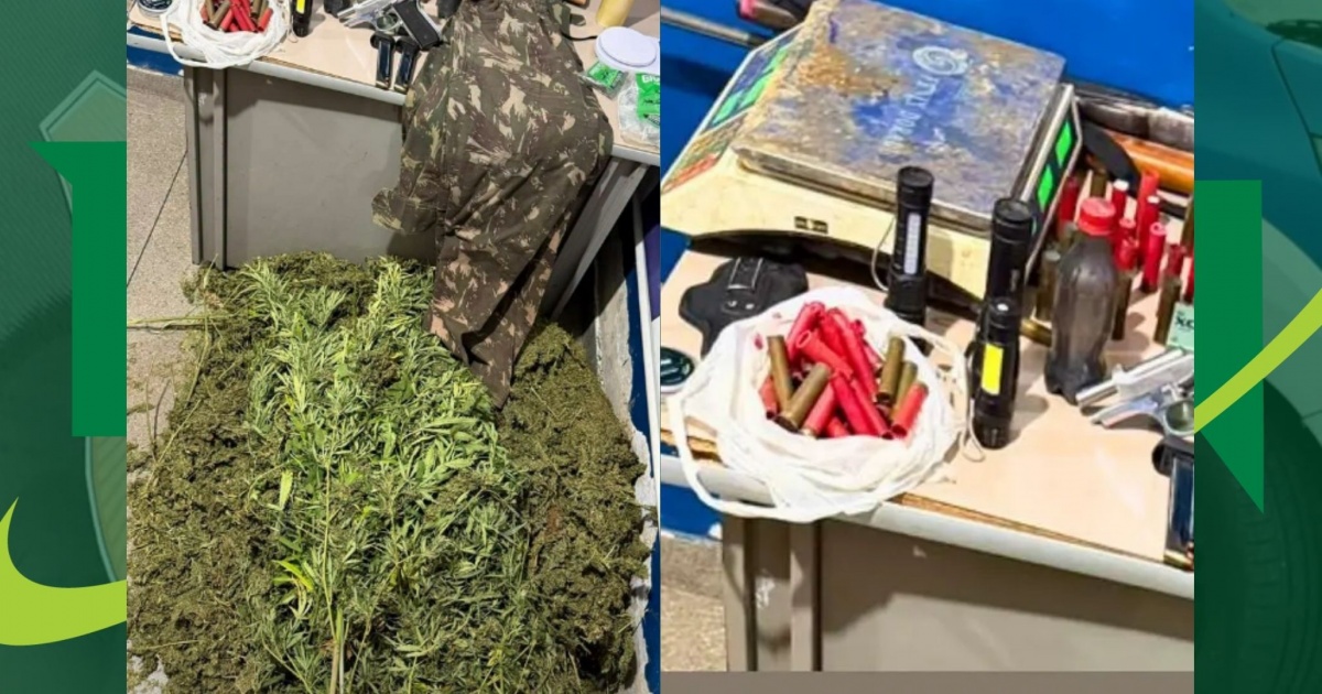 PM erradica 2 mil pés de maconha e apreende armas em ilha do Rio São Francisco, em Ibotirama